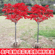紅楓樹(shù)苗地栽盆栽苗 別墅庭院農(nóng)家小院道路綠化 彩色樹(shù)種行道樹(shù) 紅舞姬常年紅 1公分粗中國(guó)紅楓三季紅 不含盆