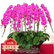 歐悟 蝴蝶蘭花苗盆栽室內(nèi)觀花植物桌面陽臺年宵花卉四季開花綠植花卉 火鳳凰蝴蝶蘭+透明原盆+原土