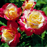 墨一灌木月季花苗特大花盆栽薔薇四季開(kāi)花 紅雙喜 40cm 源頭直發(fā)