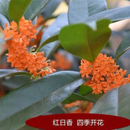 桂花樹苗桂花苗盆栽金桂四季桂室內(nèi)外濃香型陽臺花卉綠植庭院盆景植物 紅日香【四季開花濃香】 3年苗【當(dāng)年開花】