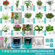 綠有意綠植盆栽多肉花卉盆栽植物室內(nèi)桌面水培綠植辦公室客廳植物懶人 1盆自選】植物和盆顏色請備注