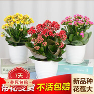 若綠新品長(zhǎng)壽花盆栽帶花苞重瓣大花植物室內(nèi)年宵花卉綠植源頭直發(fā)包郵 紅色+紫色+黃色各1盆【帶花苞】 原盆原土