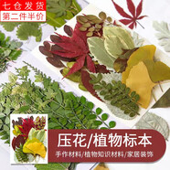 海伊朵 DIY押花混合干花樹(shù)葉親子手工滴膠干花材料包真花壓花植物標本 DIY樹(shù)葉大包（隨機13款樹(shù)葉1包）