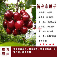 歐悟 正宗車?yán)遄訕?shù)苗 嫁接大櫻桃苗盆栽地栽果樹(shù)苗庭院陽(yáng)臺(tái)苗木南北方 智利車?yán)遄印敬?cm帶分枝】