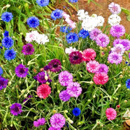 春草碧 菊花花草種子除蟲菊庭院陽(yáng)臺(tái)盆地栽水培綠植花卉碗蓮子荷花種子 矢車菊種子100粒【含盆土】