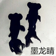 墨一小金魚(yú)草金魚(yú)觀(guān)賞魚(yú)家養大金魚(yú)觀(guān)賞金魚(yú)小金魚(yú)活體活金魚(yú) 黑龍睛3-5cm10條