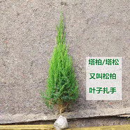 亦運林篆署膾 塔柏樹苗 松柏 寶塔松 柏枝樹 墓地松 清明松 側(cè)柏 綠化苗 塔柏/松柏：50cm以上