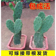 可嫁接食用仙人掌盆栽綠植花卉多肉墨西哥米邦塔植物盆栽室內(nèi) 仙人掌1片（無根）