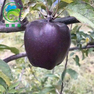 葉之靜蘋果樹苗盆栽地栽當(dāng)年結(jié)果南方北方種植蘋果苗嫁接四季紅富士苗 黑鉆 4年苗多分枝 81cm(含)-110cm(含)
