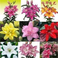 香水百合種球四季花卉好養(yǎng)易活盆栽室內(nèi)花植物種球濃香百合花種球 混搭色花色都有 6顆送專養(yǎng)百合盆送生根粉