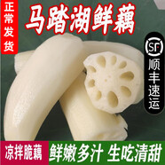 洑記馬踏湖蓮藕白蓮藕鮮藕脆藕涼拌藕生吃藕尖蓮菜水果藕嫩藕新鮮現(xiàn)挖 1500g