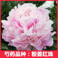 菏澤正宗芍藥花卉觀(guān)賞牡丹花苗重瓣帶芽室內外陽(yáng)臺開(kāi)花綠植庭院 粉菱紅珠