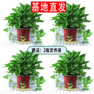 繽賢綠蘿盆栽室內(nèi)辦公室植物大葉吊蘭花卉綠植綠籮盆景吸水盆懶人 招財貓彩繪吸水盆綠蘿四盆+2液
