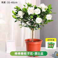 愛(ài)你一萬(wàn)年梔子花盆栽花卉植物室內綠植四季好養茉莉花源頭直發(fā)驅蚊組合包郵 棒棒糖梔子花35-40cm（原土盆）