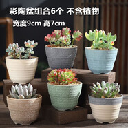 仟尚億多肉花盆陶瓷個(gè)性簡(jiǎn)約室內(nèi)植物創(chuàng)意粗陶花盆栽花盆透氣大口徑組合 彩陶盆6個(gè) 中等