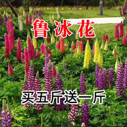 簡雪花卉種子花籽四季種易活四季開花室外鮮花盆栽種植庭院室內(nèi)多年生 魯冰花種子1斤