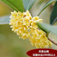 桂花樹苗桂花苗盆栽金桂四季桂室內(nèi)外濃香型陽臺花卉綠植庭院盆景植物 天香臺閣【四季開花濃香】 3年苗【當(dāng)年開花】