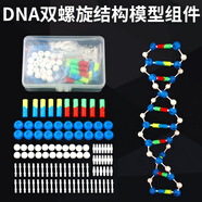 DNA雙螺旋結(jié)構(gòu)模型拼接diy 高中生物染色體結(jié)構(gòu)模型教具 脫氧核苷酸鏈堿基對(duì)遺傳基因染色體雙鏈 DNA雙螺旋結(jié)構(gòu)模型（小號(hào)）