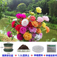 播種心情太陽花種子重瓣混色四季開花庭院陽臺盆栽易活室內(nèi)外 混色重瓣太陽花3萬粒+盆+土+肥