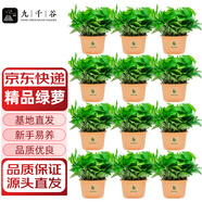 九千谷綠蘿盆栽除甲醛綠植花卉鮮活植物盆景陶色綠葉盆12盆源頭直發(fā)