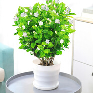 【雅之典】重瓣茉莉花盆栽室內(nèi)觀花植物四季好養(yǎng)帶花苞開花不斷綠植 茉莉花6年苗【特大號螺紋盆】 好養(yǎng)活