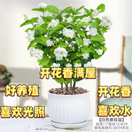 重瓣茉莉花盆栽濃香型南方四季開(kāi)花帶盆驅(qū)蚊綠植花卉室內(nèi)陽(yáng)臺(tái)庭院 茉莉4~5棵帶花苞發(fā)貨【送白豎紋高檔陶瓷盆】