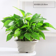 淺笑心柔水培植物盆栽室內(nèi)花卉綠籮辦公室綠植除水養(yǎng)水生 1盆綠蘿原土不含盆 含盆