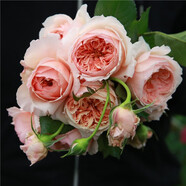 清韻伊人 月季花樹苗爬藤當(dāng)年開(kāi)花月季花苗特大花盆栽地載庭院薔薇 真宙【不爬藤】