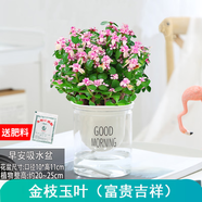 綠有意綠植盆栽多肉花卉盆栽植物室內桌面水培綠植辦公室客廳植物懶人 金枝玉葉（富貴吉祥）