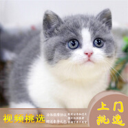 夢(mèng)茜兒（MEXEMINA）英短藍白幼貓正八臉滿(mǎn)耳滿(mǎn)背五粉矮腳藍白活物英短拿破侖藍白貓咪 寵物級 視頻選購 公