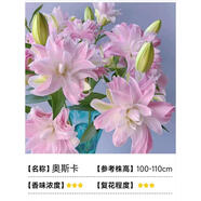 歐悟重瓣帶芽水仙花種球盆栽 百合花種球郁金香水養(yǎng)綠植花卉室內盆栽 奧斯卡百合2球+盆+土+肥