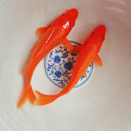 中國紅冷水淡水觀(guān)賞魚(yú)錦鯉魚(yú)活魚(yú)金魚(yú)小型好養紅鯉魚(yú)純種小錦鯉 6-8cm長(cháng)紅金4條