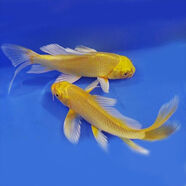 中國(guó)紅冷水淡水觀賞魚(yú)錦鯉魚(yú)活魚(yú)金魚(yú)小型好養(yǎng)紅鯉魚(yú)純種小錦鯉 16-18cm長(zhǎng)黃金1條