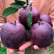 格沃斯（GEWOSI）正宗黑蘋(píng)果應季水果高山冰糖心甘肅花牛（尾季偏紅偏粉） 凈重4.5斤【甄選大果】極力推薦