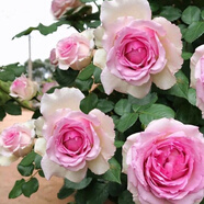 清韻伊人 月季花樹苗爬藤當(dāng)年開花月季花苗特大花盆栽地載庭院薔薇 羅伊【爬藤】