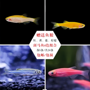 卡奇魚 斑馬魚 淡水魚 觀賞魚 小型觀賞魚 熱帶魚 蝶翼斑馬熒光好養(yǎng)易活 紅+藍(lán)+黃+檸檬各5條