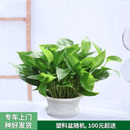 芙洛拉花園【兩小時(shí)達(dá)】綠蘿盆栽凈化空氣除甲醛大型綠植物大葉盆景送禮 4小綠蘿盆栽塑料盆