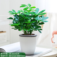 大型室內(nèi)客廳盆栽花卉八方來財鴨腳木綠植七葉蓮發(fā)財樹鴨掌木 八方來財送懶人吸水盆