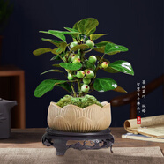 京云夢(mèng)小盼菩提樹盆栽帶果綠植菩提樹開業(yè)送禮盆景蓮花盆+底座源頭直發(fā)