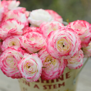 初妝玫瑰大花月季特大花苗切花盆栽四季開(kāi)庭院陽(yáng)臺花卉植物 母系苗分叉多開(kāi)花爆滿(mǎn) 不含盆