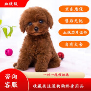 果粒之星純種灰泰迪泰迪幼犬小型犬貴賓犬寵物狗活體小狗 血統(tǒng)級(jí)