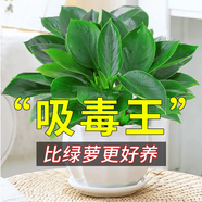 嘆為觀止18種吊蘭任你選金邊吊蘭各種盆栽花卉客廳垂吊桌面植物凈化空氣 金鉆 含盆