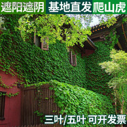 懿儱佩爬山虎爬藤綠植物四季長(cháng)青藤室外庭院三五葉護坡藤蔓攀爬墻虎樹(shù)苗 三葉3年苗【10顆】 不含盆
