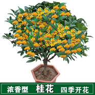 益綺椛桂花樹苗盆栽四季開花庭院綠化美觀室內(nèi)外地栽大樹濃香型花卉綠植 四季金桂 8年苗【造型優(yōu)美】