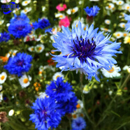 小鎮有花矢車(chē)菊種子5克 容易播種 耐寒花海播種庭院綠化花卉種子