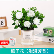 綠有意綠植盆栽多肉花卉盆栽植物室內(nèi)桌面水培綠植辦公室客廳植物懶人 梔子花（淡淡芳香）
