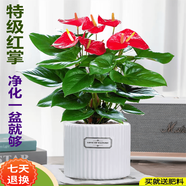 嘆為觀止18種吊蘭任你選金邊吊蘭各種盆栽花卉客廳垂吊桌面植物凈化空氣 特級紅掌【陶瓷盆】 含盆