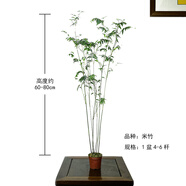 華香蘭藝華香園紅觀音竹內(nèi)門紫紅寒文米竹子苗盆栽景素材耐陰書房室內(nèi)綠植 高款米竹4-6桿約60-80cm原盆發(fā)貨