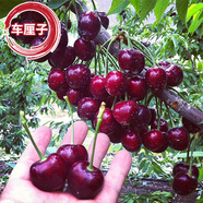 CHUANGSHIJI櫻桃樹苗 大果樹果苗 果樹苗北南方種植當(dāng)年結(jié)果櫻桃苗 櫻桃樹 車?yán)遄?年苗(多分叉,造型苗） 80cm(含)-89cm(含)