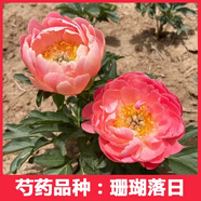 菏澤正宗芍藥花卉觀賞牡丹花苗重瓣帶芽室內(nèi)外陽臺開花綠植庭院 珊瑚落日